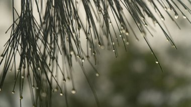 Maymun Vietnam Danang şehrini yakınındaki yarımadanın bitki.