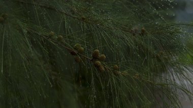 Maymun Vietnam Danang şehrini yakınındaki yarımadanın bitki.