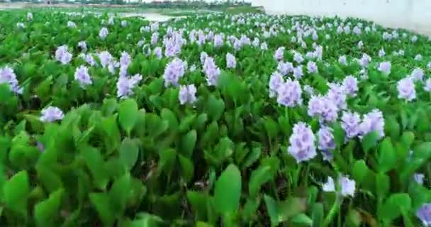 ベトナムの湿地風景ユリ花を育てる — ストック動画