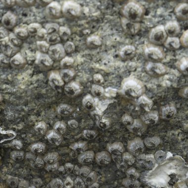 Sanat projeleri için arka plan.