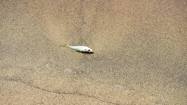 A small fish that the sea threw ashore.