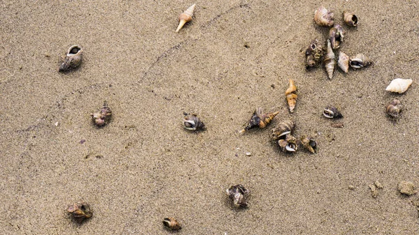 Different Seashells Beach — Stock Photo, Image