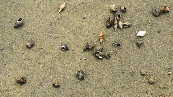 Different Seashells Beach — Stock Photo, Image