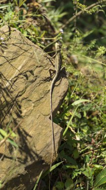  Küçük vahşi gecko güneşin altında basks.