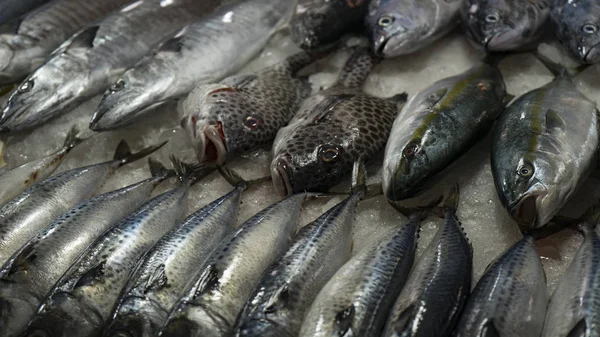 Mercado Vietnamita Frutos Mar Com Diferentes Peixes Ostras Caranguejos Tubarões — Fotografia de Stock