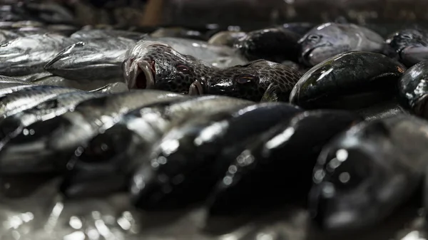 Vietnamese Seafoodmarket Met Verschillende Vissen Oesters Krabben Haaien Vele Andere — Stockfoto