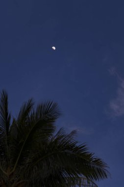 Palmiye ve arka planı için akşam veya gece gökyüzünde ay seyahat genel kavram ya da motivasyon tırnak işaretleri