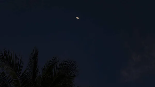 Palme Lune Dans Ciel Soir Nuit Pour Arrière Plan Concept — Photo