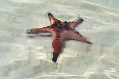 Yandan, Phu quoc Adası, berrak deniz, deniz yıldızı şaşırtıcı yapısına güzel büyük kırmızı deniz yıldızı kavramı tropikal deniz yıldızı kumsalda seyahat.