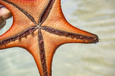 Yandan, Phu quoc Adası, berrak deniz, deniz yıldızı şaşırtıcı yapısına güzel büyük kırmızı deniz yıldızı kavramı tropikal deniz yıldızı kumsalda seyahat.
