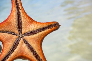 Yandan, Phu quoc Adası, berrak deniz, deniz yıldızı şaşırtıcı yapısına güzel büyük kırmızı deniz yıldızı kavramı tropikal deniz yıldızı kumsalda seyahat.