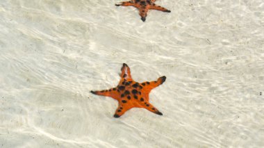 Starfishes Phu quoc Adası, güzel kırmızı deniz yıldızı berrak deniz, kavram tropikal deniz yıldızı kumsalda seyahat.