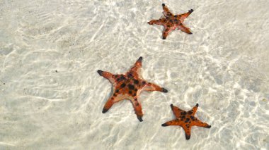 Starfishes Phu quoc Adası, güzel kırmızı deniz yıldızı berrak deniz, kavram tropikal deniz yıldızı kumsalda seyahat.