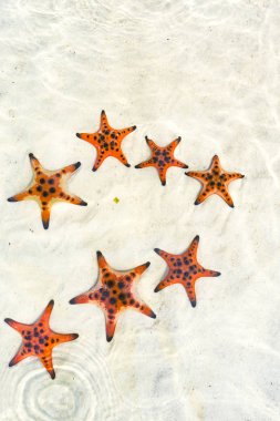 Starfishes Phu quoc Adası, güzel kırmızı deniz yıldızı berrak deniz, kavram tropikal deniz yıldızı kumsalda seyahat.