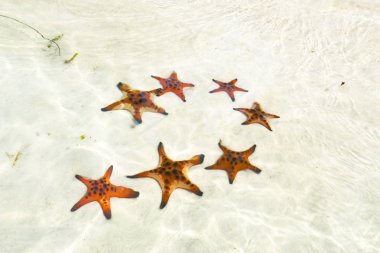 Starfishes Phu quoc Adası, güzel kırmızı deniz yıldızı berrak deniz, kavram tropikal deniz yıldızı kumsalda seyahat.