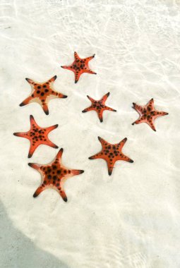 Starfishes Phu quoc Adası kalp şeklinde, güzel kırmızı deniz yıldızı berrak deniz, kavram tropikal deniz yıldızı kumsalda seyahat.