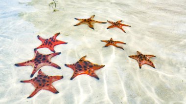 Starfishes Phu quoc Adası, güzel kırmızı deniz yıldızı berrak deniz, kavram tropikal deniz yıldızı kumsalda seyahat.