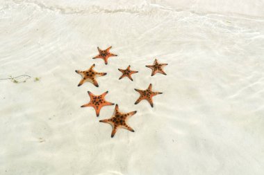 Starfishes Phu quoc Adası kalp şeklinde, güzel kırmızı deniz yıldızı berrak deniz, kavram tropikal deniz yıldızı kumsalda seyahat.
