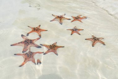 Starfishes Phu quoc Adası, güzel kırmızı deniz yıldızı berrak deniz, kavram tropikal deniz yıldızı kumsalda seyahat.