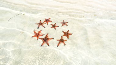 Starfishes Phu quoc Adası, güzel kırmızı deniz yıldızı berrak deniz, kavram tropikal deniz yıldızı kumsalda seyahat.