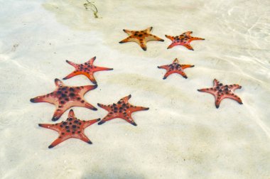 Starfishes Phu quoc Adası, güzel kırmızı deniz yıldızı berrak deniz, kavram tropikal deniz yıldızı kumsalda seyahat.