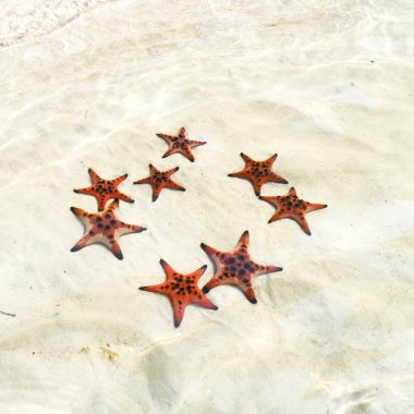 Starfishes Phu quoc Adası, güzel kırmızı deniz yıldızı berrak deniz, kavram tropikal deniz yıldızı kumsalda seyahat.