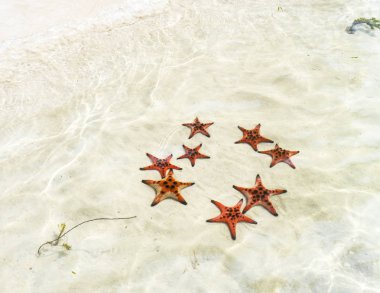 Starfishes Phu quoc Adası, güzel kırmızı deniz yıldızı berrak deniz, kavram tropikal deniz yıldızı kumsalda seyahat.