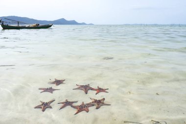 Starfishes Phu quoc Adası, güzel kırmızı deniz yıldızı berrak deniz, kavram tropikal deniz yıldızı kumsalda seyahat.