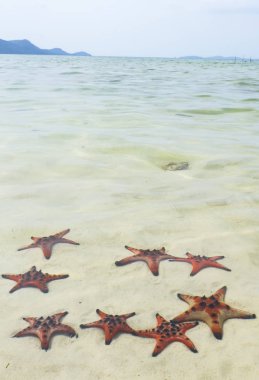 Starfishes Phu quoc Adası, güzel kırmızı deniz yıldızı berrak deniz, kavram tropikal deniz yıldızı kumsalda seyahat.
