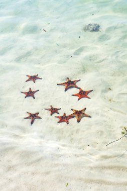 Starfishes Phu quoc Adası, güzel kırmızı deniz yıldızı berrak deniz, kavram tropikal deniz yıldızı kumsalda seyahat.