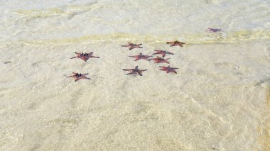 Starfishes Phu quoc Adası, güzel kırmızı deniz yıldızı berrak deniz, kavram tropikal deniz yıldızı kumsalda seyahat.