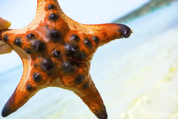 Beautiful big red starfish on the hand,starfish amazing structure on the Phu quoc island, in crystal clear sea, travel concept on tropical starfish beach