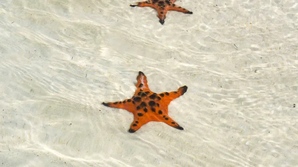 Starfishes Phu Quoc Island Beautiful Red Starfish Crystal Clear Sea — Stock Photo, Image