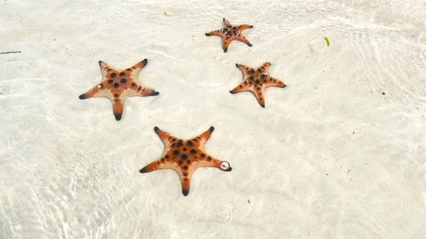 Starfishes Phu Quoc Island Beautiful Red Starfish Crystal Clear Sea — Stock Photo, Image