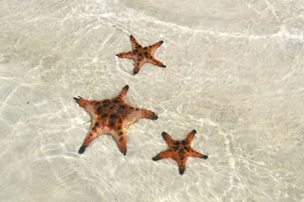 Starfishes Phu Quoc Island Beautiful Red Starfish Crystal Clear Sea — Stock Photo, Image