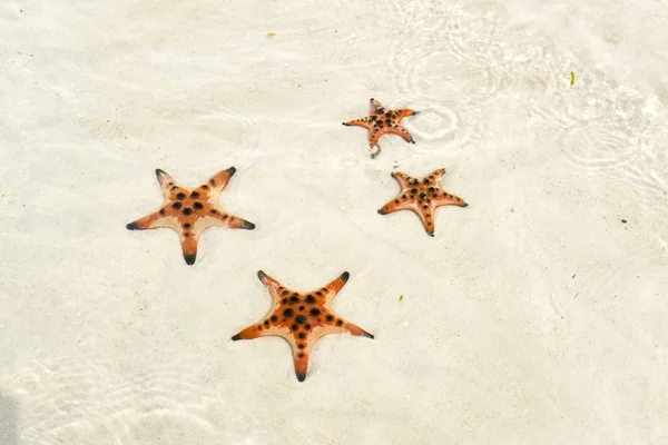 Starfishes Phu Quoc Island Beautiful Red Starfish Crystal Clear Sea — Stock Photo, Image