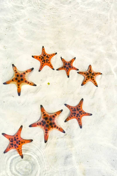 Starfishes Phu Quoc Island Beautiful Red Starfish Crystal Clear Sea — Stock Photo, Image