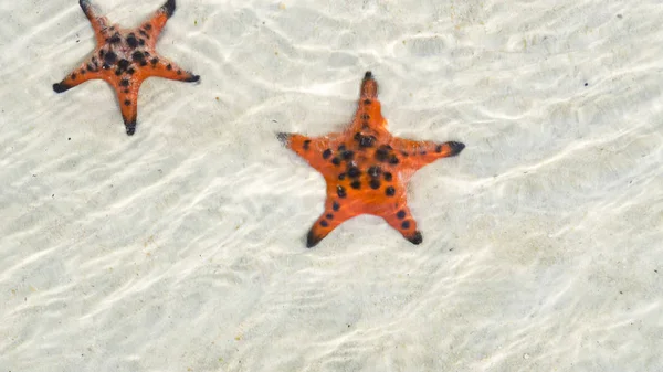 Starfishes Phu Quoc Island Beautiful Red Starfish Crystal Clear Sea — Stock Photo, Image