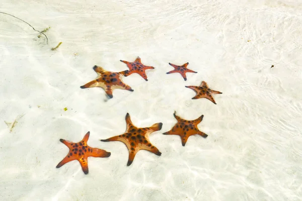 Starfishes Phu Quoc Island Beautiful Red Starfish Crystal Clear Sea — Stock Photo, Image