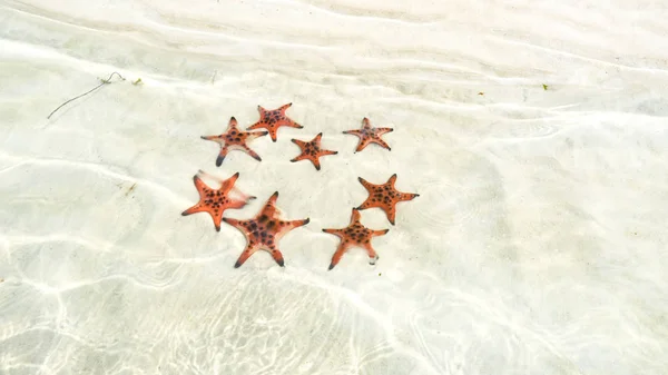 Starfishes Phu quoc Adası, güzel kırmızı deniz yıldızı berrak deniz, kavram tropikal deniz yıldızı kumsalda seyahat.