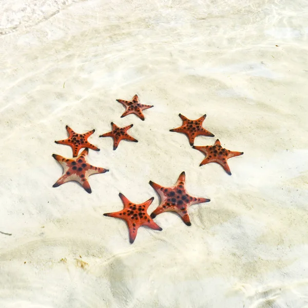 Starfishes Phu Quoc Island Beautiful Red Starfish Crystal Clear Sea — Stock Photo, Image