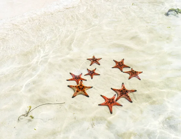 Starfishes Phu Quoc Island Beautiful Red Starfish Crystal Clear Sea — Stock Photo, Image