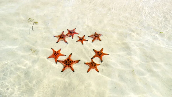 Starfishes Phu quoc Adası, güzel kırmızı deniz yıldızı berrak deniz, kavram tropikal deniz yıldızı kumsalda seyahat.