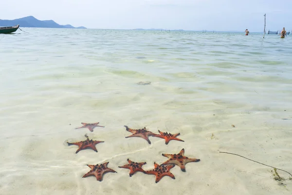 Starfishes Phu Quoc Island Beautiful Red Starfish Crystal Clear Sea — Stock Photo, Image