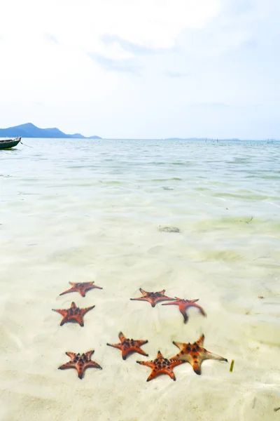 Starfishes Phu Quoc Island Beautiful Red Starfish Crystal Clear Sea — Stock Photo, Image