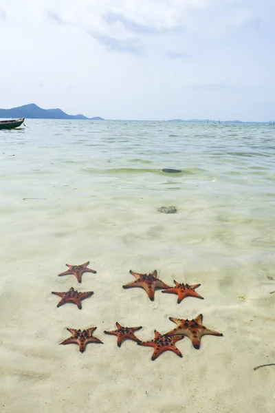 Starfishes Phu Quoc Island Beautiful Red Starfish Crystal Clear Sea — Stock Photo, Image