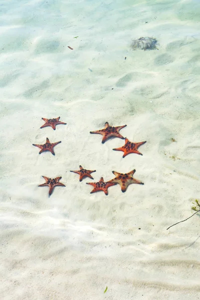 Starfishes Phu Quoc Island Beautiful Red Starfish Crystal Clear Sea — Stock Photo, Image