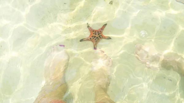 Starfishes Ostrově Phu Quoc Krásné Červené Hvězdice Křišťálově Čisté Moře — Stock fotografie