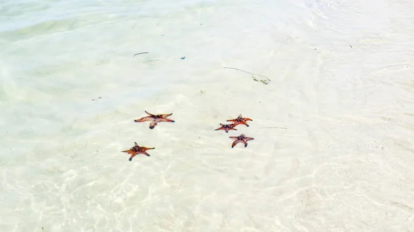 Starfishes Phu Quoc Island Beautiful Red Starfish Crystal Clear Sea — Stock Photo, Image