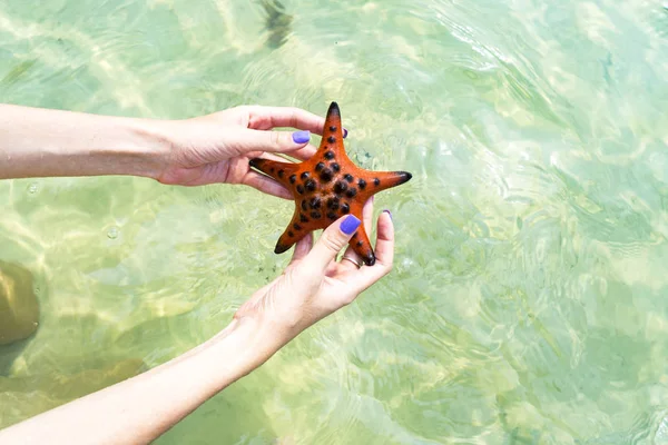 Dívka Která Starfishes Rukou Bikinách Phu Quoc Ostrov Krásné Červené — Stock fotografie